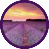 Desbloqueio de Caminhos e Prosperidade - Carla Caelarys - Alma em Alquimia